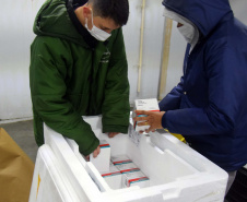 

Saúde distribui primeiras vacinas para reforço de idosos acima de 60 anos e trabalhadores da saúde e anuncia chegada de novos lotes dos imunizantes . Foto: Américo Antonio/SESA