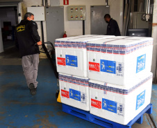 As 344.210 doses da vacina contra a Covid-19 referentes à 56ª pauta de distribuição do Ministério da Saúde chegaram ao Paraná nesta terça-feira (5). Foto: Américo Antonio/SESA