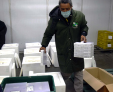 As 344.210 doses da vacina contra a Covid-19 referentes à 56ª pauta de distribuição do Ministério da Saúde chegaram ao Paraná nesta terça-feira (5). Foto: Américo Antonio/SESA