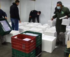 As 344.210 doses da vacina contra a Covid-19 referentes à 56ª pauta de distribuição do Ministério da Saúde chegaram ao Paraná nesta terça-feira (5). Foto: Américo Antonio/SESA