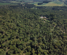 Paraná é o segundo maior produtor florestal do País, segundo IBGE
. Na foto, erva-mate em São Mateus do Sul. Foto: José Fernando Ogura/AEN