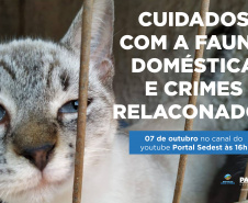 Duas lives, nesta quinta e sexta-feira (07 e 08) destacam os cuidados e a criminalização aos animais domésticos e silvestres no Estado do Paraná. As lives começam às 16 horas, transmitidas ao vivo pelo Canal do Youtube da Secretaria do Desenvolvimento Sustentável e do Turismo (Sedest). - Foto: SEDEST