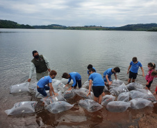 Rio Iguaçu recebe mais 310 mil peixes nativos juvenis. Foto: SEDEST 