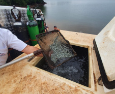 Rio Iguaçu recebe mais 310 mil peixes nativos juvenis. Foto: SEDEST 