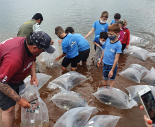 Rio Iguaçu recebe mais 310 mil peixes nativos juvenis. Foto: SEDEST 