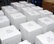 Paraná recebe mais 154.440 vacinas contra a Covid-19 nesta segunda. Foto: Américo Antonio/SESA