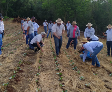 Difundir tecnologias sustentáveis para a produção agrícola é um dos propósitos do IDR-Paraná (Instituto de Desenvolvimento Rural do Paraná - Iapar-Emater).  O Sistema de Plantio Direto de Hortaliças (SPDH) é uma dessas práticas que vêm sendo levadas aos agricultores. Na região de Cascavel um dia de campo mostrou aos olericultores as vantagens e soluções para problemas surgidos durante implementação do sistema.  - Curitiba, 14/10/2021 - Foto: IDR-PR