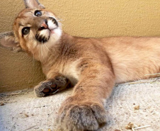 Uma filhote de onça-parda foi submetida a uma cirurgia com células-tronco no Centro de Atendimento à Fauna Silvestre (CAFS), no Hospital Universitário Veterinário da UNIFIL. A Instituição se tornou oficialmente um Centro parceiro do Instituto Água e Terra (IAT) em julho deste ano.  -  Curitiba, 14/10/2021 - Foto: Unifil