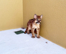 Uma filhote de onça-parda foi submetida a uma cirurgia com células-tronco no Centro de Atendimento à Fauna Silvestre (CAFS), no Hospital Universitário Veterinário da UNIFIL. A Instituição se tornou oficialmente um Centro parceiro do Instituto Água e Terra (IAT) em julho deste ano.  -  Curitiba, 14/10/2021 - Foto: Unifil