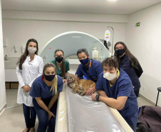 Uma filhote de onça-parda foi submetida a uma cirurgia com células-tronco no Centro de Atendimento à Fauna Silvestre (CAFS), no Hospital Universitário Veterinário da UNIFIL. A Instituição se tornou oficialmente um Centro parceiro do Instituto Água e Terra (IAT) em julho deste ano.  -  Curitiba, 14/10/2021 - Foto: Unifil