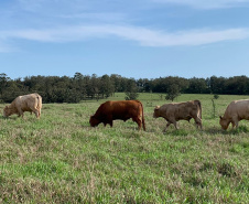 Em comemoração aos cinco anos do Purunã, IDR-Paraná lança projeto para disseminar a raça pelo estado - Curitiba, 14/10/2021 - Foto: IDR-PARANÁ