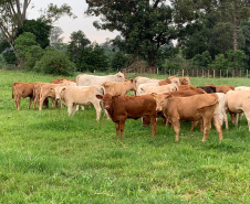 Em comemoração aos cinco anos do Purunã, IDR-Paraná lança projeto para disseminar a raça pelo estado - Curitiba, 14/10/2021 - Foto: IDR-PARANÁ