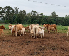 Em comemoração aos cinco anos do Purunã, IDR-Paraná lança projeto para disseminar a raça pelo estado - Curitiba, 14/10/2021 - Foto: IDR-PARANÁ