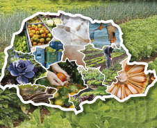 Paraná lança III Plano Estadual de Segurança Alimentar e Nutricional. Imagem: SEAB