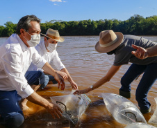 21.10.2021 - Governador Carlos Massa Ratinho Junior promove a soltura de 20 mil dourados no rio Ivai em Ivatuba.
Foto Gilson Abreu/AEN