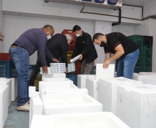 Um novo carregamento  555.750 imunizantes da Pfizer/BioNTech   contra a Covid-19 chegam no Centro de Medicamentos do Paraná (Cemepar), em Curitiba, na nesta sexta-feira (22).  Foto: Geraldo Bubniak/AEN