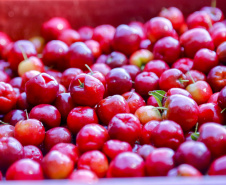 22.11.2021- Produção de acerola em Japurá.
Foto Gilson Abreu/AEN