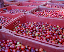 22.11.2021- Produção de acerola em Japurá.
Foto Gilson Abreu/AEN