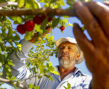 22.11.2021- Produção de acerola em Japurá.
Foto Gilson Abreu/AEN