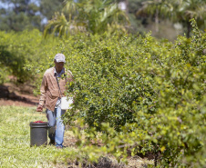 22.11.2021- Produção de acerola em Japurá.
Foto Gilson Abreu/AEN