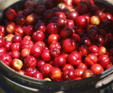 22.11.2021- Produção de acerola em Japurá.
Foto Gilson Abreu/AEN