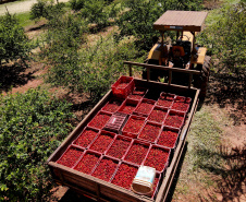 22.11.2021- Produção de acerola em Japurá.
Foto Gilson Abreu/AEN