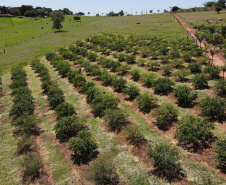 22.11.2021- Produção de acerola em Japurá.
Foto Gilson Abreu/AEN