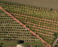 22.11.2021- Produção de acerola em Japurá.
Foto Gilson Abreu/AEN