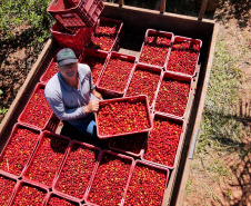 22.11.2021- Produção de acerola em Japurá.
Mauro Aparecido Zani .
Foto Gilson Abreu/AEN