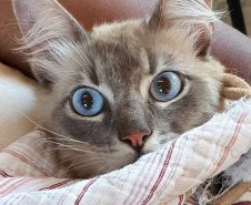 COLORADO -  O Castramóvel passou por sete municípios neste mês. Ao todo, foram esterilizados 855 cães e gatos, uma média de 147 por município. Nesta quarta e quinta-feira (27 e 28), o programa chega a Bandeirantes, onde são esperados 116 animais.  -  Curitiba, 26/10/2021 - Foto: SEDEST