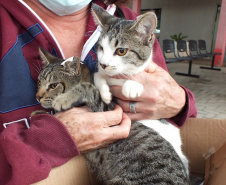 NOVA AMÉRICA DA COLINA -  O Castramóvel passou por sete municípios neste mês. Ao todo, foram esterilizados 855 cães e gatos, uma média de 147 por município. Nesta quarta e quinta-feira (27 e 28), o programa chega a Bandeirantes, onde são esperados 116 animais.  -  Curitiba, 26/10/2021 - Foto: SEDEST