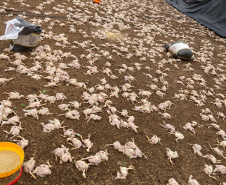 Secretário nacional de Defesa Civil percorre municípios do Paraná mais afetados por temporal. Foto: Defesa Civil