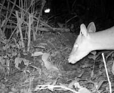 Levantamento da biodiversidade orienta a instalação de passagens de fauna para reduzir o futuro impacto da ferrovia - Curitiba, 26/10/2021 - Foto: Nova  Ferroeste