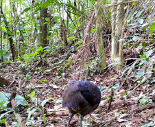 Levantamento da biodiversidade orienta a instalação de passagens de fauna para reduzir o futuro impacto da ferrovia - Curitiba, 26/10/2021 - Foto: Nova  Ferroeste