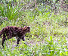 Levantamento da biodiversidade orienta a instalação de passagens de fauna para reduzir o futuro impacto da ferrovia - Curitiba, 26/10/2021 - Foto: Nova  Ferroeste