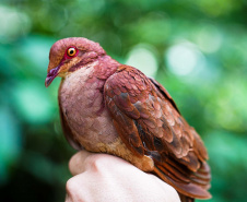 Uma equipe de biólogos que atua nos estudos exigidos pelo projeto da Nova Ferroeste iniciou na semana passada a quarta e última campanha da fauna, que faz o levantamento e identificação das espécies existentes nas áreas do traçado da ferrovia. Espécies endêmicas de anfíbios, anta, onça-parda, aves e animais ameaçados de extinção foram identificados na Serra do Mar, onde foram realizados os trabalhos.Foto: Conrrado Age/AEN