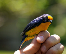 Uma equipe de biólogos que atua nos estudos exigidos pelo projeto da Nova Ferroeste iniciou na semana passada a quarta e última campanha da fauna, que faz o levantamento e identificação das espécies existentes nas áreas do traçado da ferrovia. Espécies endêmicas de anfíbios, anta, onça-parda, aves e animais ameaçados de extinção foram identificados na Serra do Mar, onde foram realizados os trabalhos.Foto: Conrrado Age/AEN