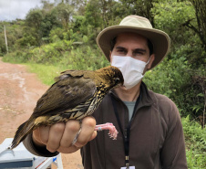 Uma equipe de biólogos que atua nos estudos exigidos pelo projeto da Nova Ferroeste iniciou na semana passada a quarta e última campanha da fauna, que faz o levantamento e identificação das espécies existentes nas áreas do traçado da ferrovia. Espécies endêmicas de anfíbios, anta, onça-parda, aves e animais ameaçados de extinção foram identificados na Serra do Mar, onde foram realizados os trabalhos.Foto: Heloísa Vieira/AEN