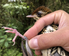 Uma equipe de biólogos que atua nos estudos exigidos pelo projeto da Nova Ferroeste iniciou na semana passada a quarta e última campanha da fauna, que faz o levantamento e identificação das espécies existentes nas áreas do traçado da ferrovia. Espécies endêmicas de anfíbios, anta, onça-parda, aves e animais ameaçados de extinção foram identificados na Serra do Mar, onde foram realizados os trabalhos.Foto: Heloísa Vieira/AEN