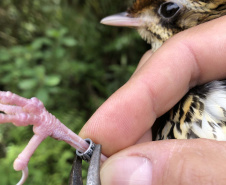 Uma equipe de biólogos que atua nos estudos exigidos pelo projeto da Nova Ferroeste iniciou na semana passada a quarta e última campanha da fauna, que faz o levantamento e identificação das espécies existentes nas áreas do traçado da ferrovia. Espécies endêmicas de anfíbios, anta, onça-parda, aves e animais ameaçados de extinção foram identificados na Serra do Mar, onde foram realizados os trabalhos.Foto: Heloísa Vieira/AEN