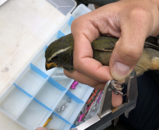 Uma equipe de biólogos que atua nos estudos exigidos pelo projeto da Nova Ferroeste iniciou na semana passada a quarta e última campanha da fauna, que faz o levantamento e identificação das espécies existentes nas áreas do traçado da ferrovia. Espécies endêmicas de anfíbios, anta, onça-parda, aves e animais ameaçados de extinção foram identificados na Serra do Mar, onde foram realizados os trabalhos.Foto: Heloísa Vieira/AEN