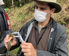 Uma equipe de biólogos que atua nos estudos exigidos pelo projeto da Nova Ferroeste iniciou na semana passada a quarta e última campanha da fauna, que faz o levantamento e identificação das espécies existentes nas áreas do traçado da ferrovia. Espécies endêmicas de anfíbios, anta, onça-parda, aves e animais ameaçados de extinção foram identificados na Serra do Mar, onde foram realizados os trabalhos.Foto: Heloísa Vieira/AEN