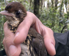 Uma equipe de biólogos que atua nos estudos exigidos pelo projeto da Nova Ferroeste iniciou na semana passada a quarta e última campanha da fauna, que faz o levantamento e identificação das espécies existentes nas áreas do traçado da ferrovia. Espécies endêmicas de anfíbios, anta, onça-parda, aves e animais ameaçados de extinção foram identificados na Serra do Mar, onde foram realizados os trabalhos.Foto: Heloísa Vieira/AEN