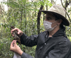 Uma equipe de biólogos que atua nos estudos exigidos pelo projeto da Nova Ferroeste iniciou na semana passada a quarta e última campanha da fauna, que faz o levantamento e identificação das espécies existentes nas áreas do traçado da ferrovia. Espécies endêmicas de anfíbios, anta, onça-parda, aves e animais ameaçados de extinção foram identificados na Serra do Mar, onde foram realizados os trabalhos.Foto: Heloísa Vieira/AEN