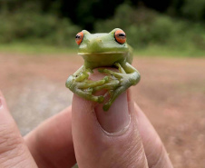 Uma equipe de biólogos que atua nos estudos exigidos pelo projeto da Nova Ferroeste iniciou na semana passada a quarta e última campanha da fauna, que faz o levantamento e identificação das espécies existentes nas áreas do traçado da ferrovia. Espécies endêmicas de anfíbios, anta, onça-parda, aves e animais ameaçados de extinção foram identificados na Serra do Mar, onde foram realizados os trabalhos.Foto: Heloísa Vieira/AEN