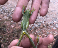 Uma equipe de biólogos que atua nos estudos exigidos pelo projeto da Nova Ferroeste iniciou na semana passada a quarta e última campanha da fauna, que faz o levantamento e identificação das espécies existentes nas áreas do traçado da ferrovia. Espécies endêmicas de anfíbios, anta, onça-parda, aves e animais ameaçados de extinção foram identificados na Serra do Mar, onde foram realizados os trabalhos.Foto: Heloísa Vieira/AEN