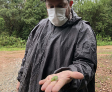 Uma equipe de biólogos que atua nos estudos exigidos pelo projeto da Nova Ferroeste iniciou na semana passada a quarta e última campanha da fauna, que faz o levantamento e identificação das espécies existentes nas áreas do traçado da ferrovia. Espécies endêmicas de anfíbios, anta, onça-parda, aves e animais ameaçados de extinção foram identificados na Serra do Mar, onde foram realizados os trabalhos.Foto: Heloísa Vieira/AEN