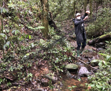 Uma equipe de biólogos que atua nos estudos exigidos pelo projeto da Nova Ferroeste iniciou na semana passada a quarta e última campanha da fauna, que faz o levantamento e identificação das espécies existentes nas áreas do traçado da ferrovia. Espécies endêmicas de anfíbios, anta, onça-parda, aves e animais ameaçados de extinção foram identificados na Serra do Mar, onde foram realizados os trabalhos.Foto: Heloísa Vieira/AEN