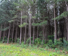 Mata Reflorestamento Pinus. Guarapuava, 16/10/2019 -  Foto: Geraldo Bubniak/AEN