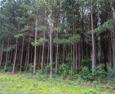 Mata Reflorestamento Pinus. Guarapuava, 16/10/2019 -  Foto: Geraldo Bubniak/AEN